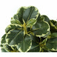 Monarch Specialties Artificial Plant - 2pcs / 14"H Ficus Elastica in 4" Pot - I9585