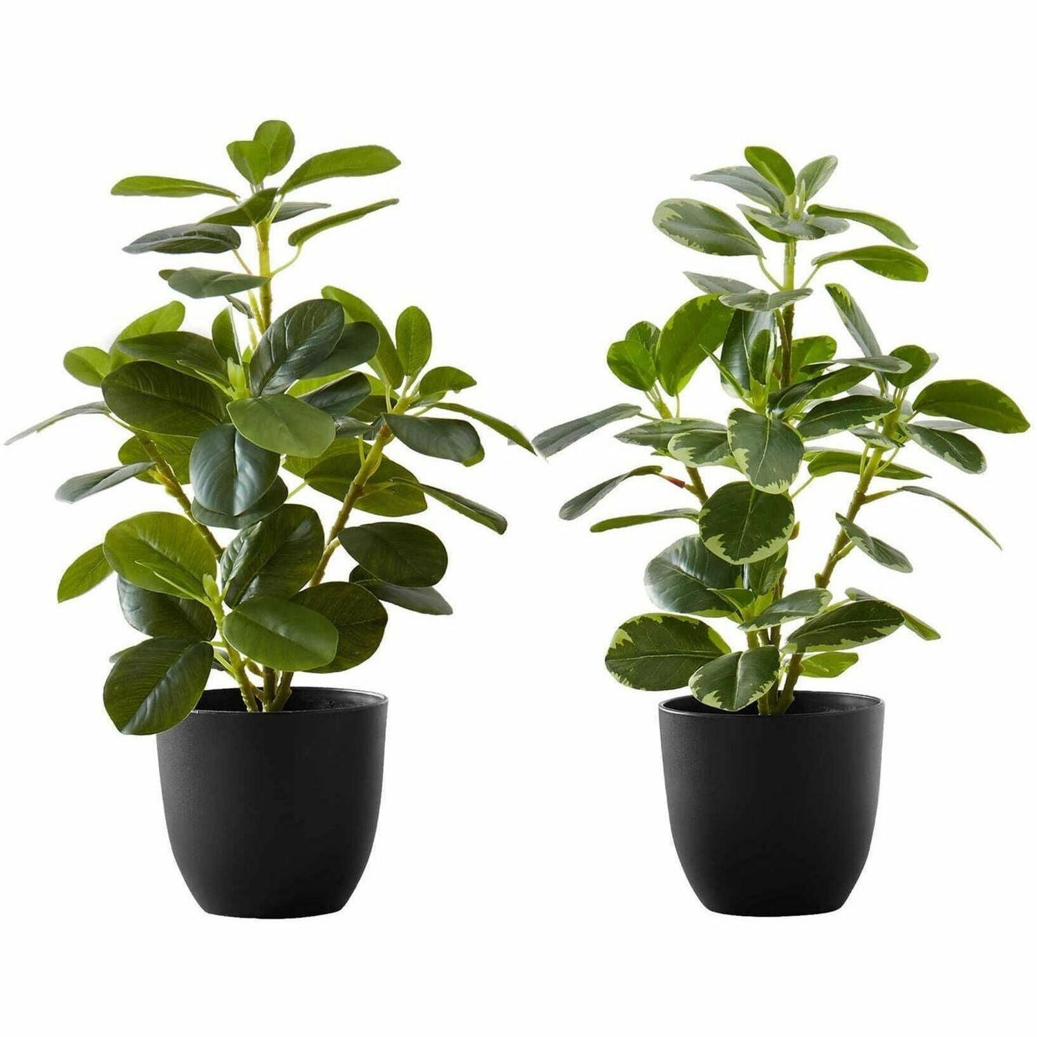 Monarch Specialties Artificial Plant - 2pcs / 14"H Ficus Elastica in 4" Pot