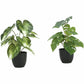 Monarch Specialties Artificial Plant - 2pcs / 13"H Monstera/Calathea/ 4" Pot - I9584