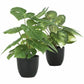 Monarch Specialties Artificial Plant - 2pcs / 13"H Monstera/Calathea/ 4" Pot - I9584